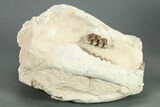 Fossil Oreodont (Merycoidodon) Partial Skull - South Dakota #269862-3